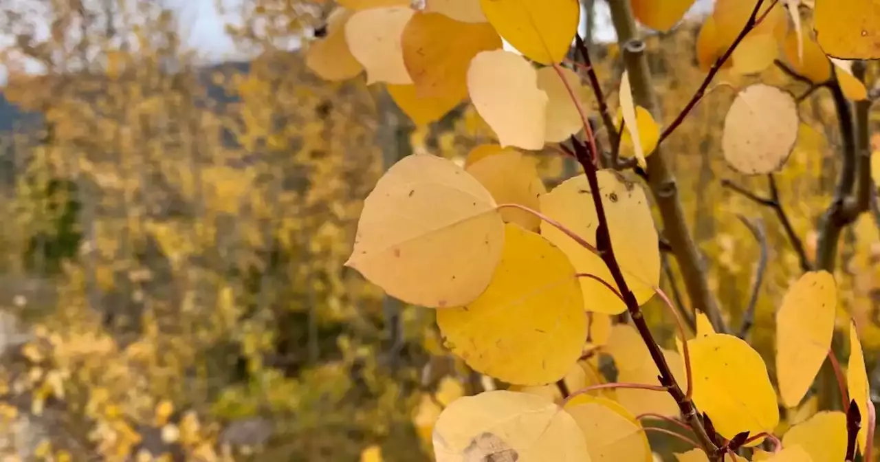 Leaf peeping in Colorado: What to expect and where to visit in the fall ...