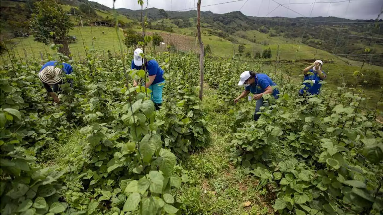 MinAgricultura asignará $15.000 millones para financiar proyectos de mujeres rurales