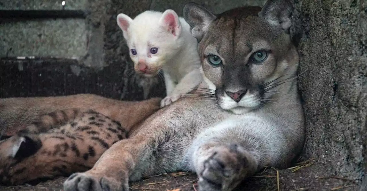 Nació en zoológico de Nicaragua un extraño puma albino