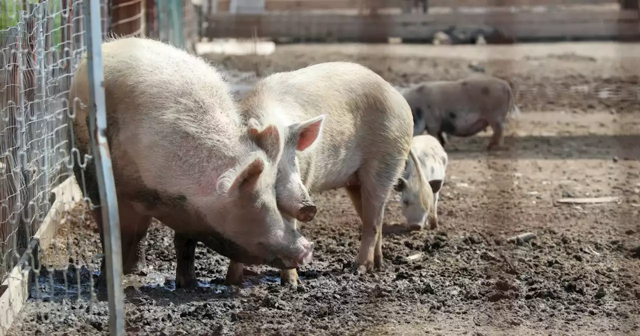 Peste suina, allevatore e veterinario indagati nel Pavese: 'Non hanno segnalato le prime morti sospette'