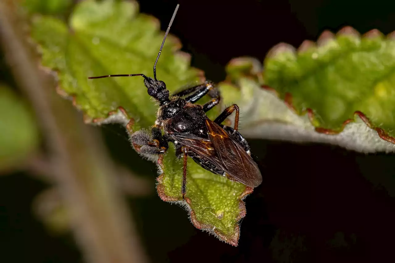 A Colombian Researcher’s Big Problem With Sticky Assassin Bugs