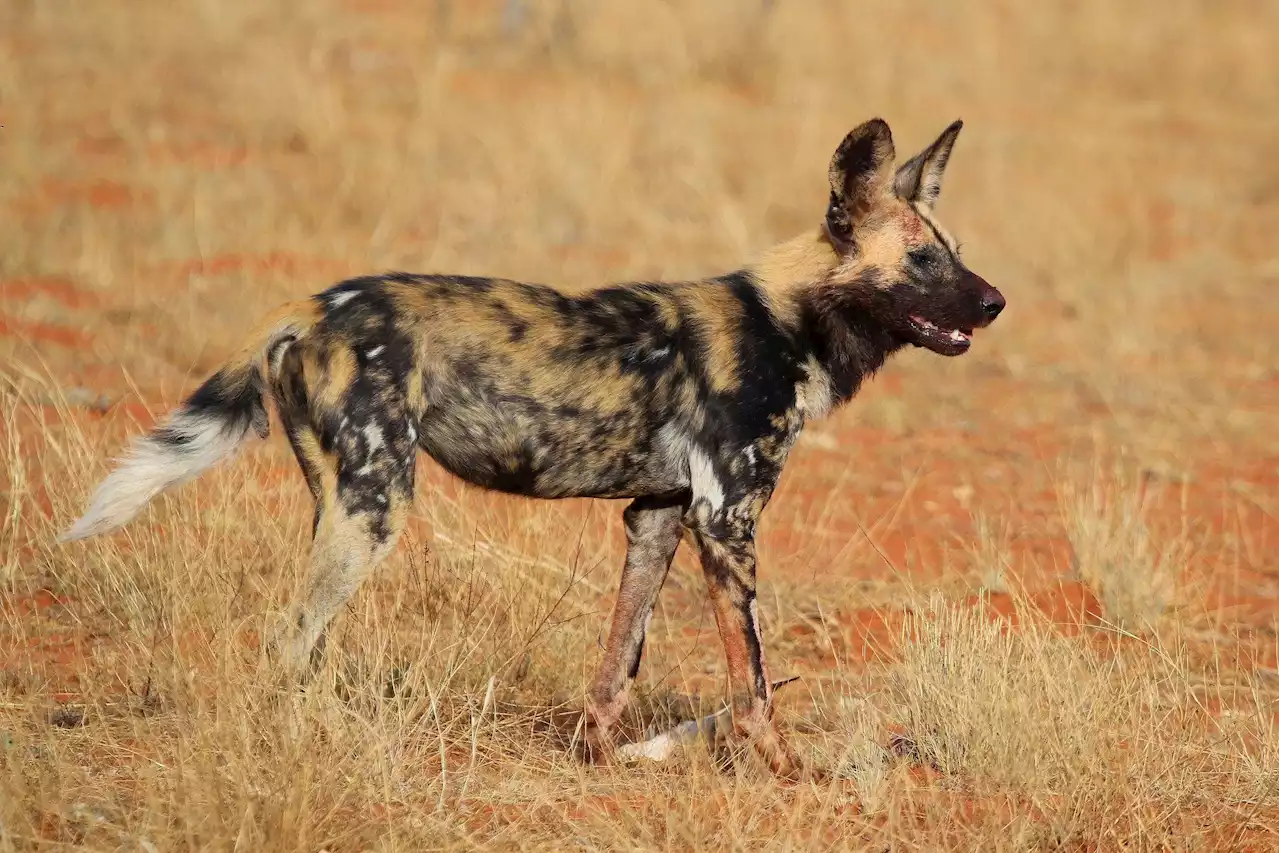 African Painted Dogs Could Be Cooked Into Extinction By Climate Change