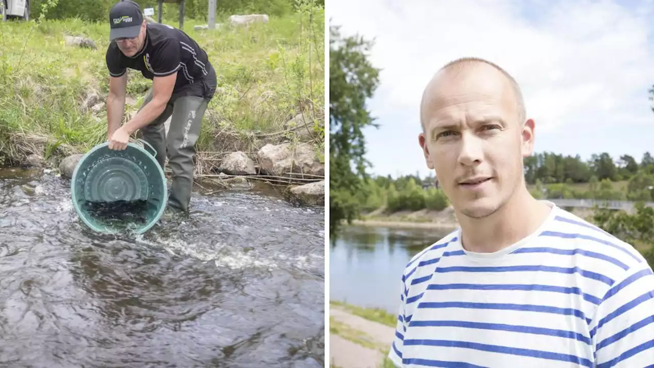 Slutar odla havsöring vid fallen – slår hårt mot fisketurismen