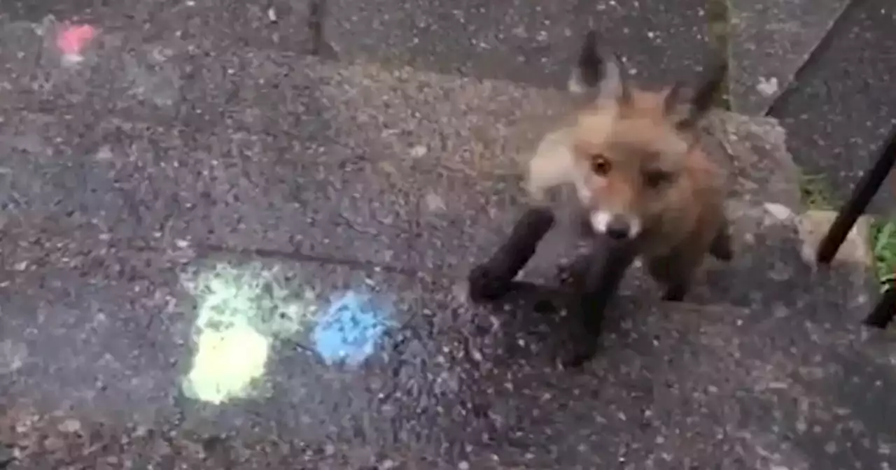 Glasgow mum feeding fox family for 5 years and brands them 'beautiful creatures'