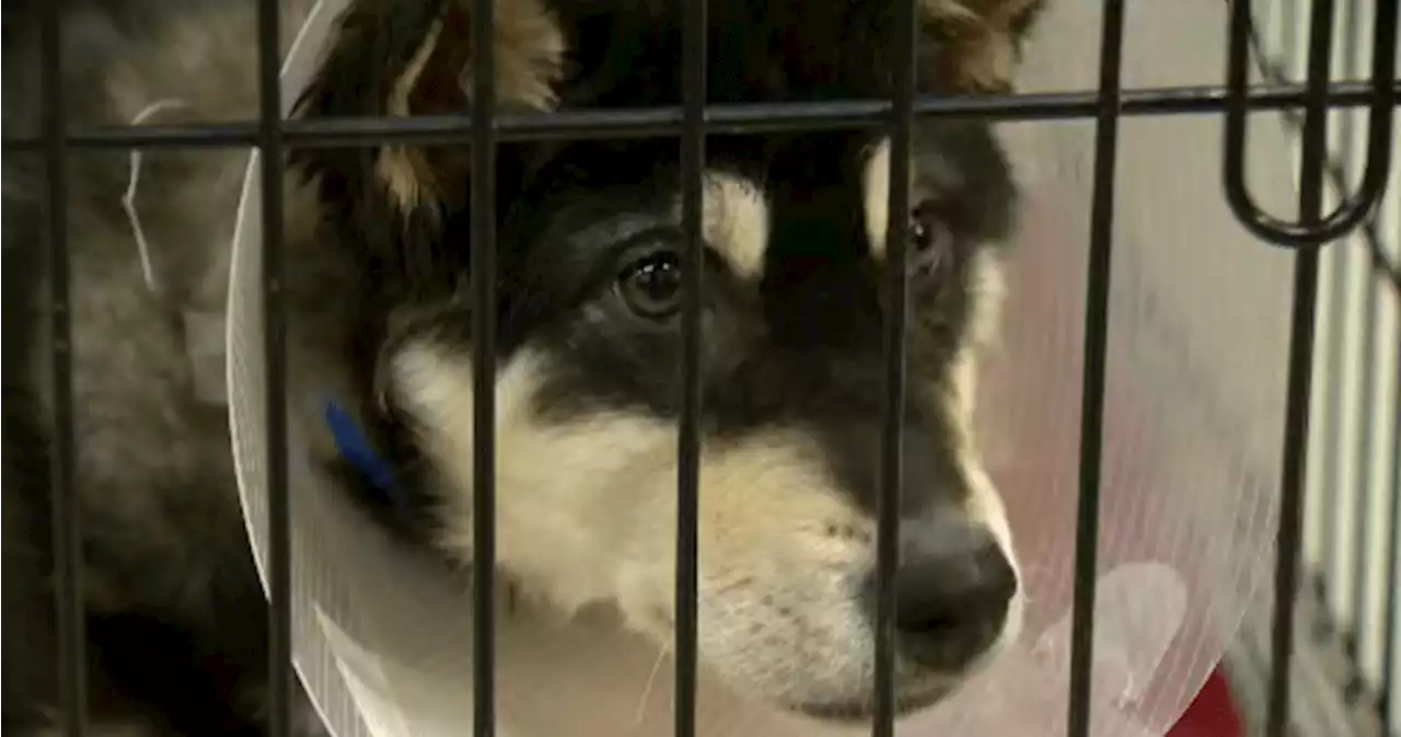 Animal surrenders increasing across Alberta; Edmontonians asked to care for dogs