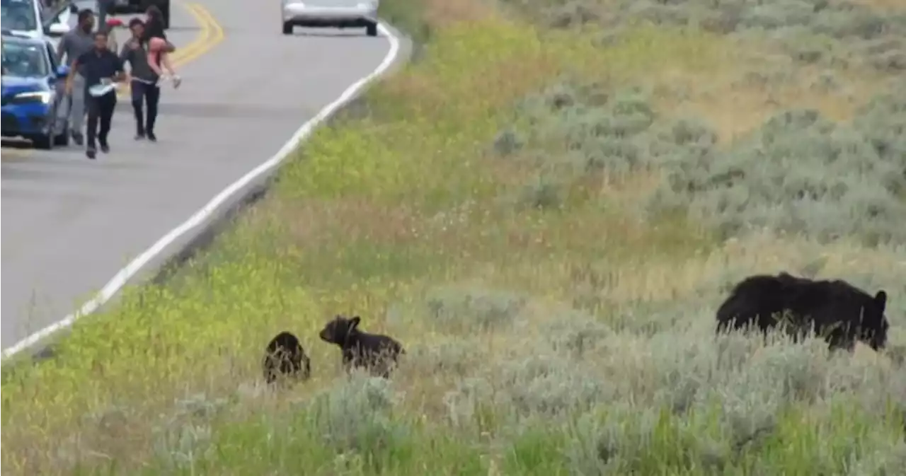 Tourists caught on cam running towards mother black bear, cubs in Yellowstone