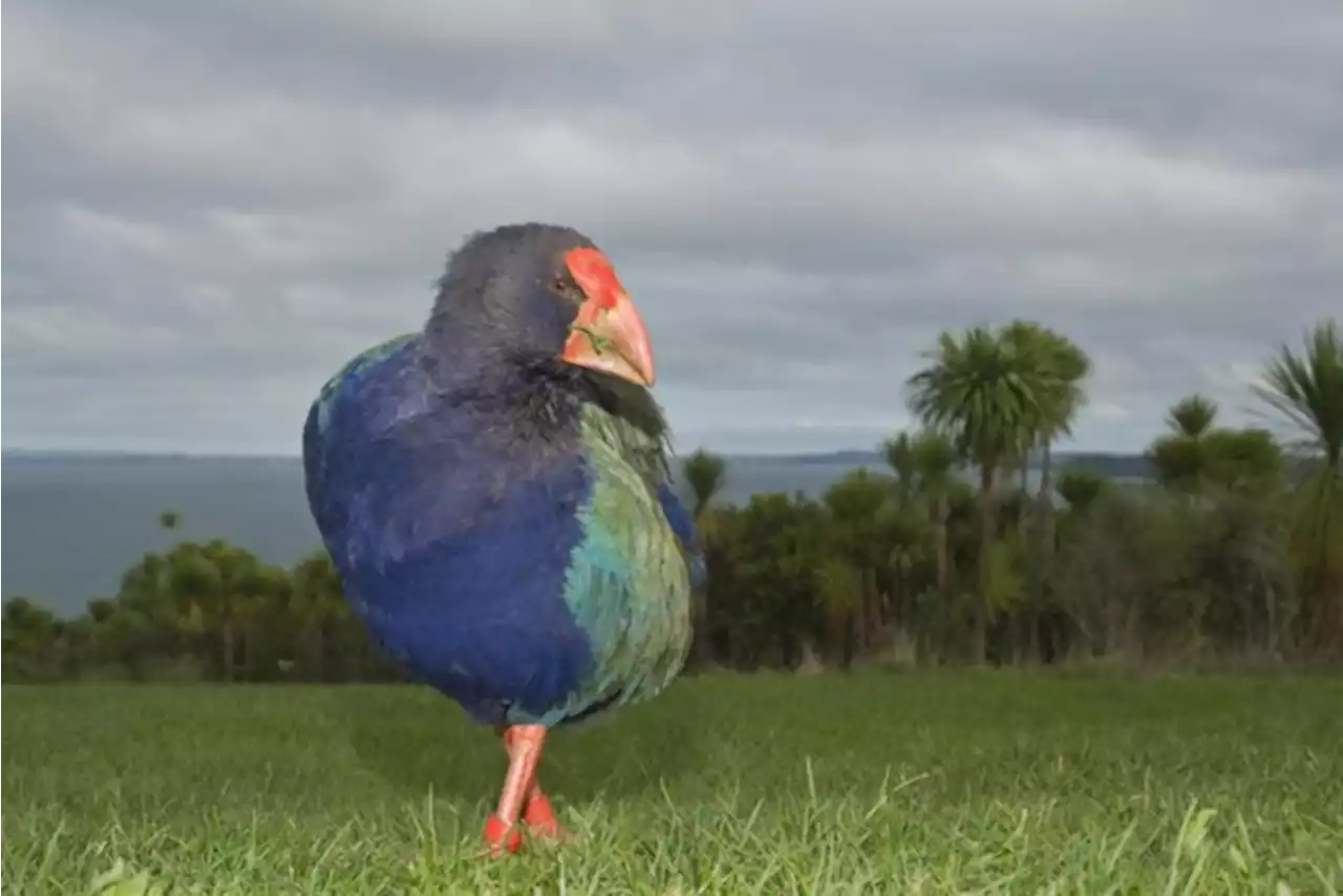 Een halve eeuw lang leek deze prachtige loopvogel uitgestorven, nu heeft de takahe definitief zijn plek herwonnen in Nieuw-Zeeland