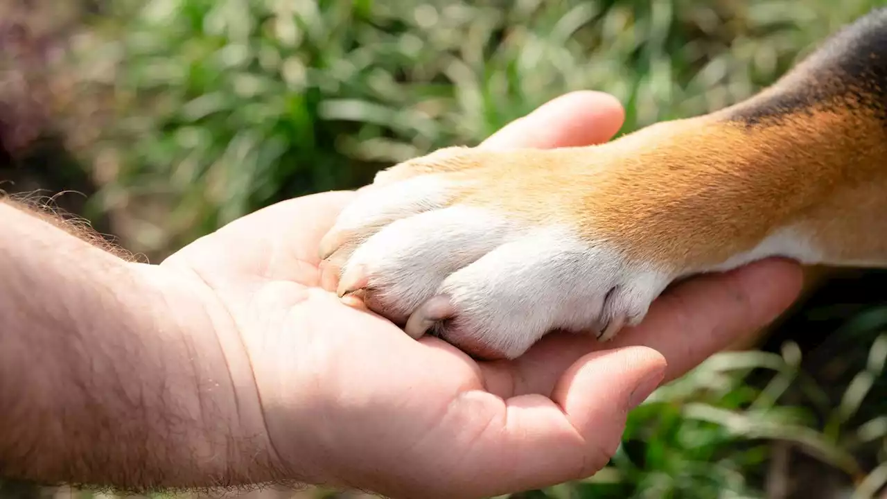 Good dog Scout: Stray mutt adopts entire nursing home