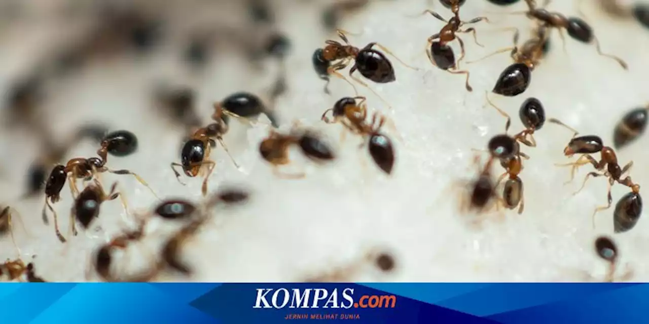 3 Cara Ampuh Mengusir Semut dari Rumah dengan Bahan Alami