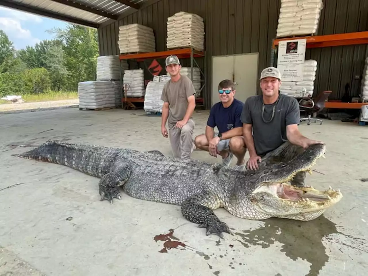 800-pound, 14-foot alligator breaks Mississippi state record