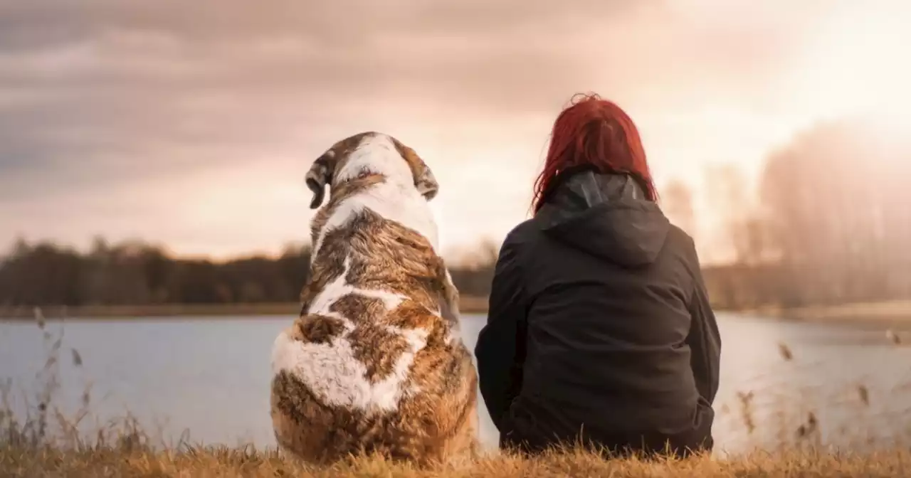 Las razones por las que los perros viven menos en Colombia