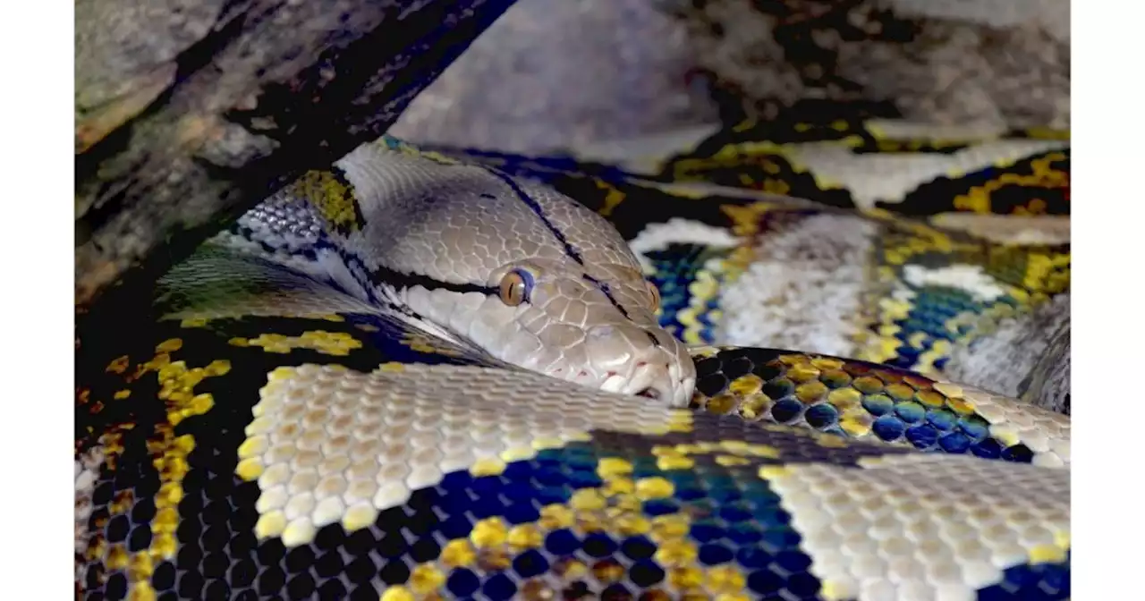 Pitón verdaderamente gigante es grabada paseándose por una casa