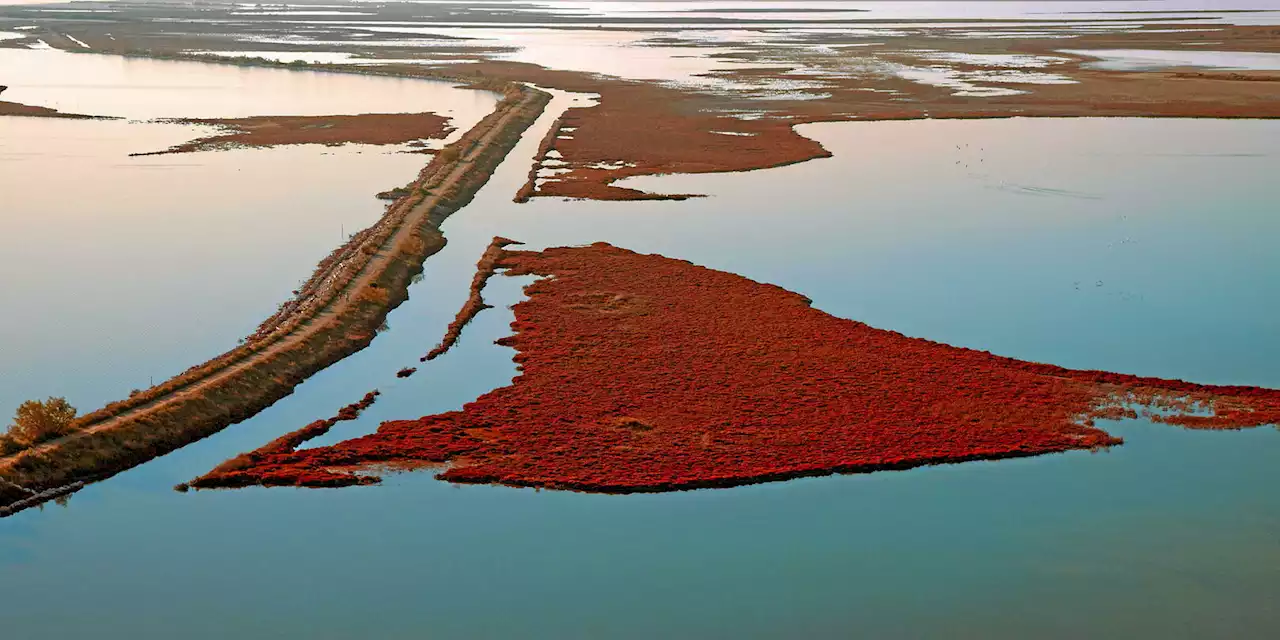 Comment la Camargue s’engage dans « une lutte perdue d’avance »