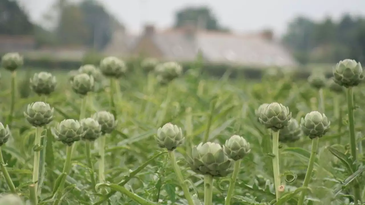 La Bretagne met les bouchées doubles pour soutenir sa filière bio