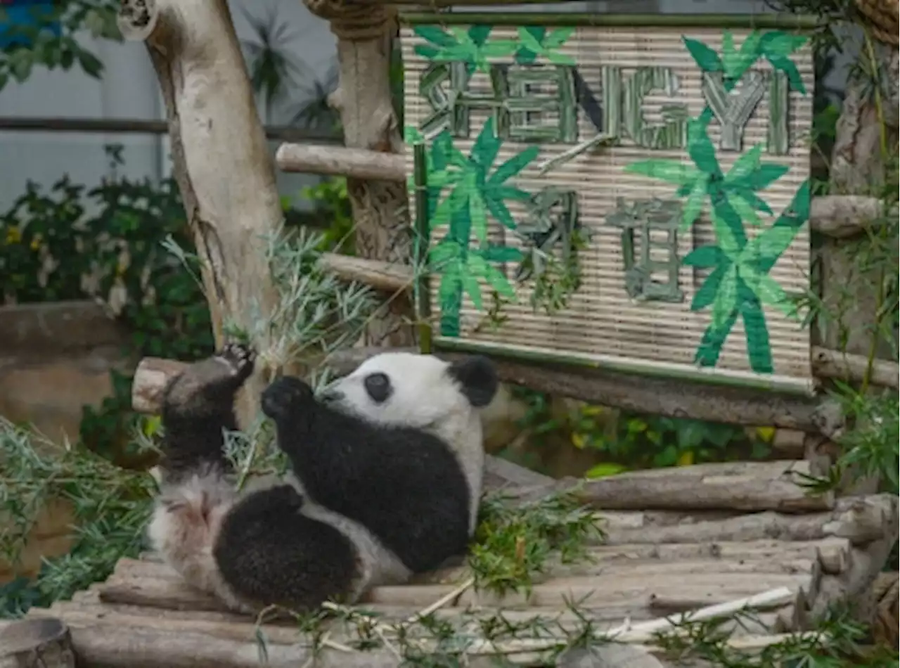 Born in Malaysia, giant panda cubs Shen Yi and Yi Yi return to China today