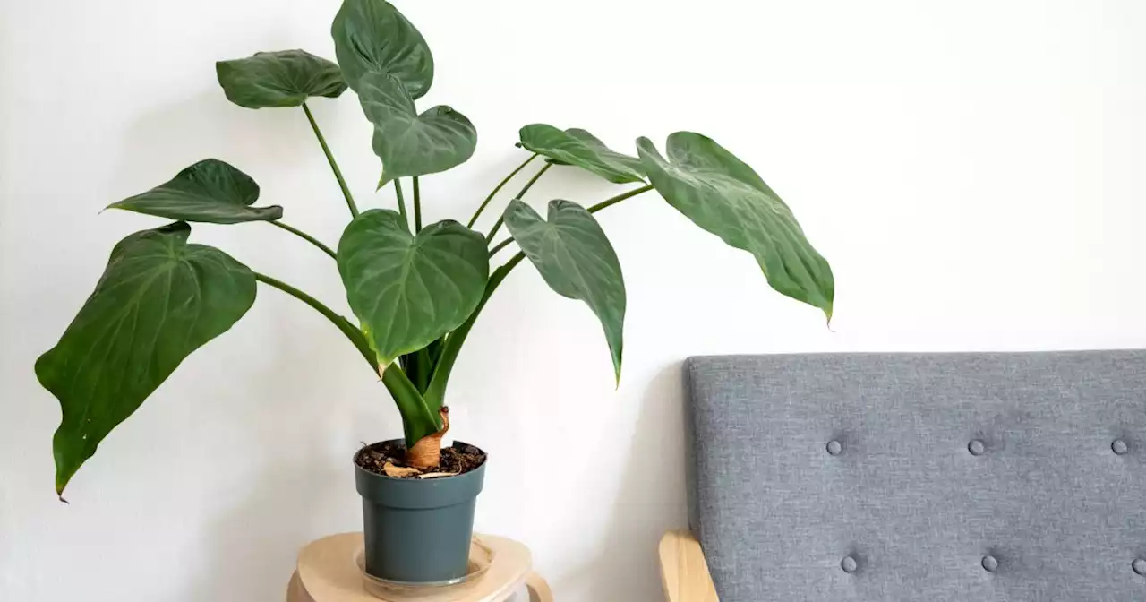 Philodendron : variétés, arrosage et entretien