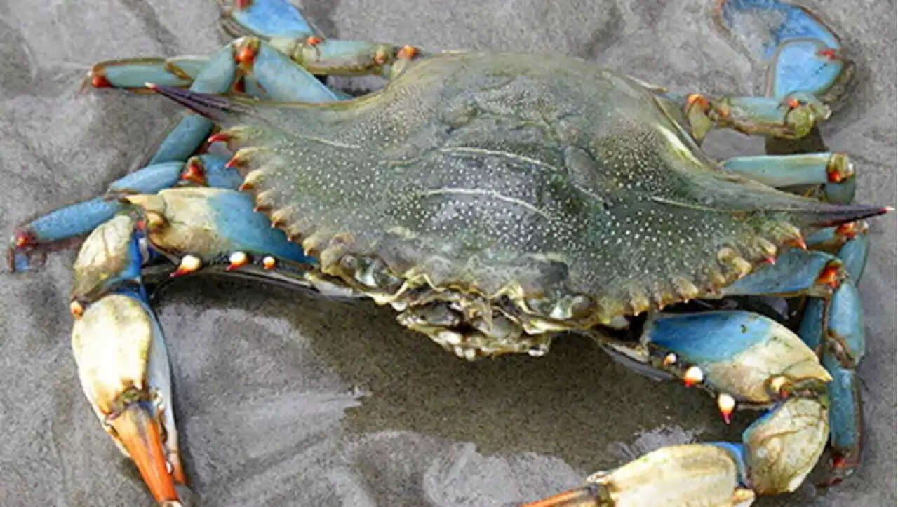 Granchio blu, Cnr: individuata una seconda specie nel Mar Adriatico