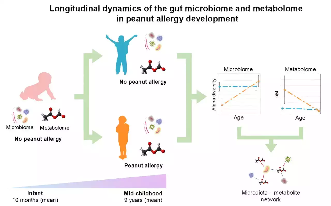 Researchers uncover early signs in gut bacteria that could predict peanut allergy development