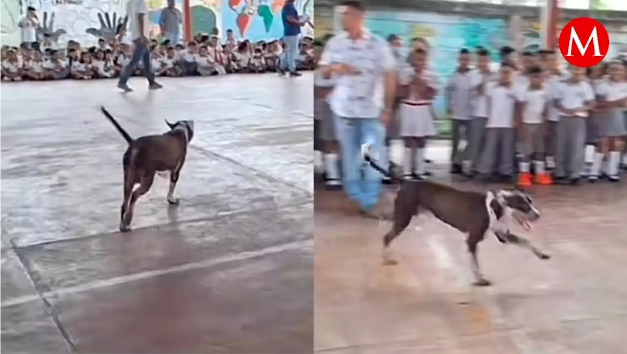 Perro recibe con cariño a alumnos de escuela primaria