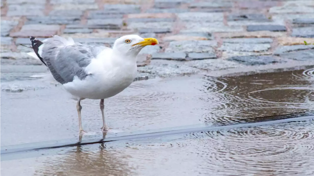 Weather shifts from Seattle sunshine to possible urban flooding