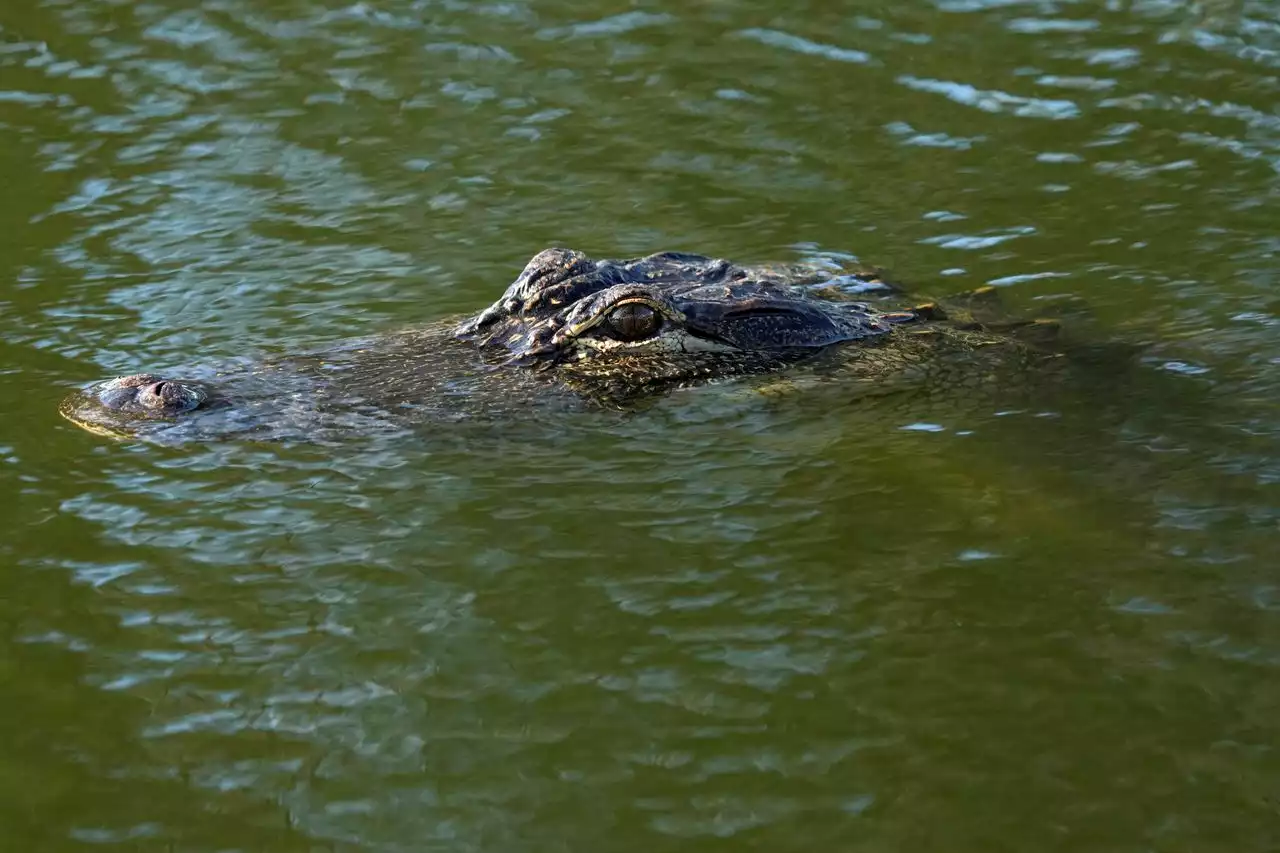 Police shoot at rogue alligator in N.J. as search continues for the missing reptile