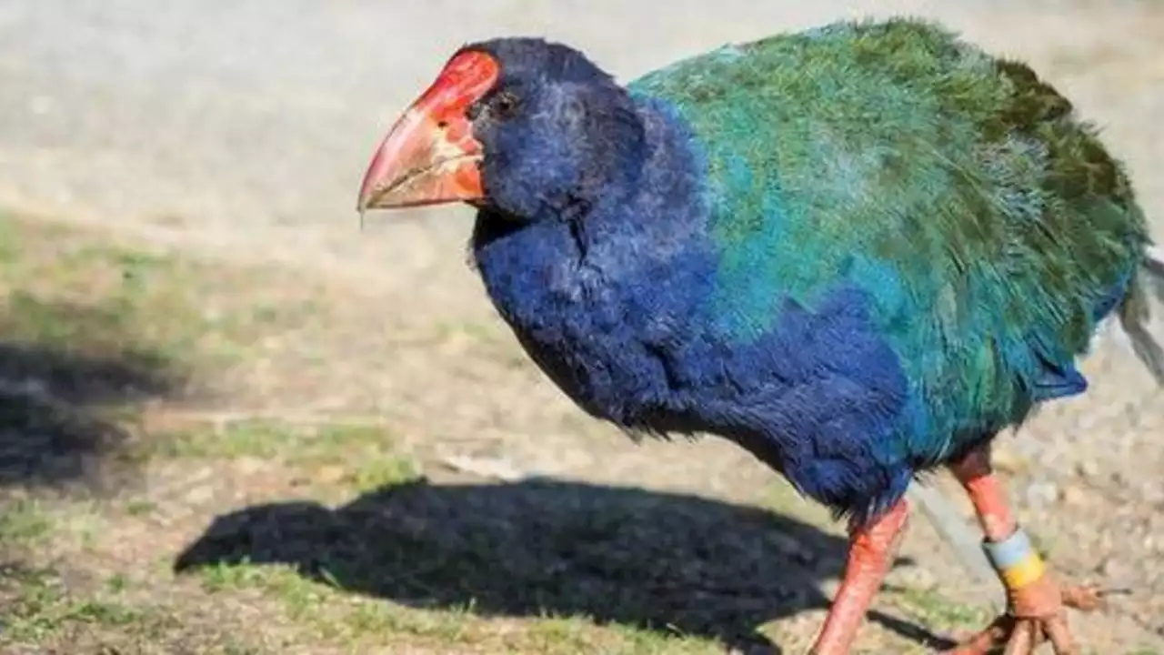 Prähistorischer Vogel galt jahrelang als ausgestorben: Jetzt wieder entdeckt