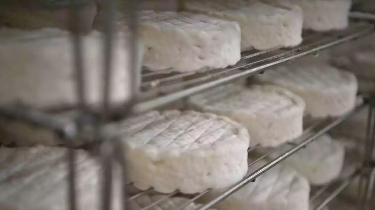 Bactérie E. coli : Plusieurs fromages contaminés rappelés dans toute la France