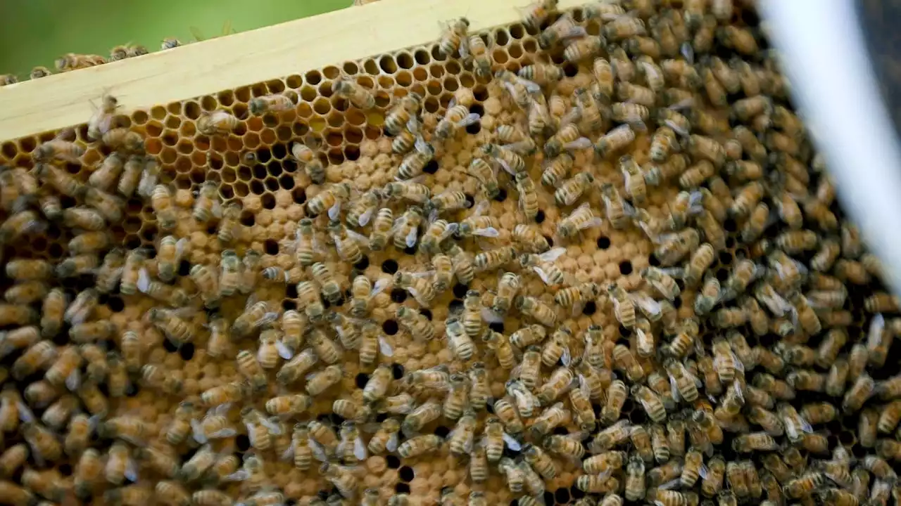 Birds and the bees encounter sparks memory of Orioles’ long-ago run-in with gnats