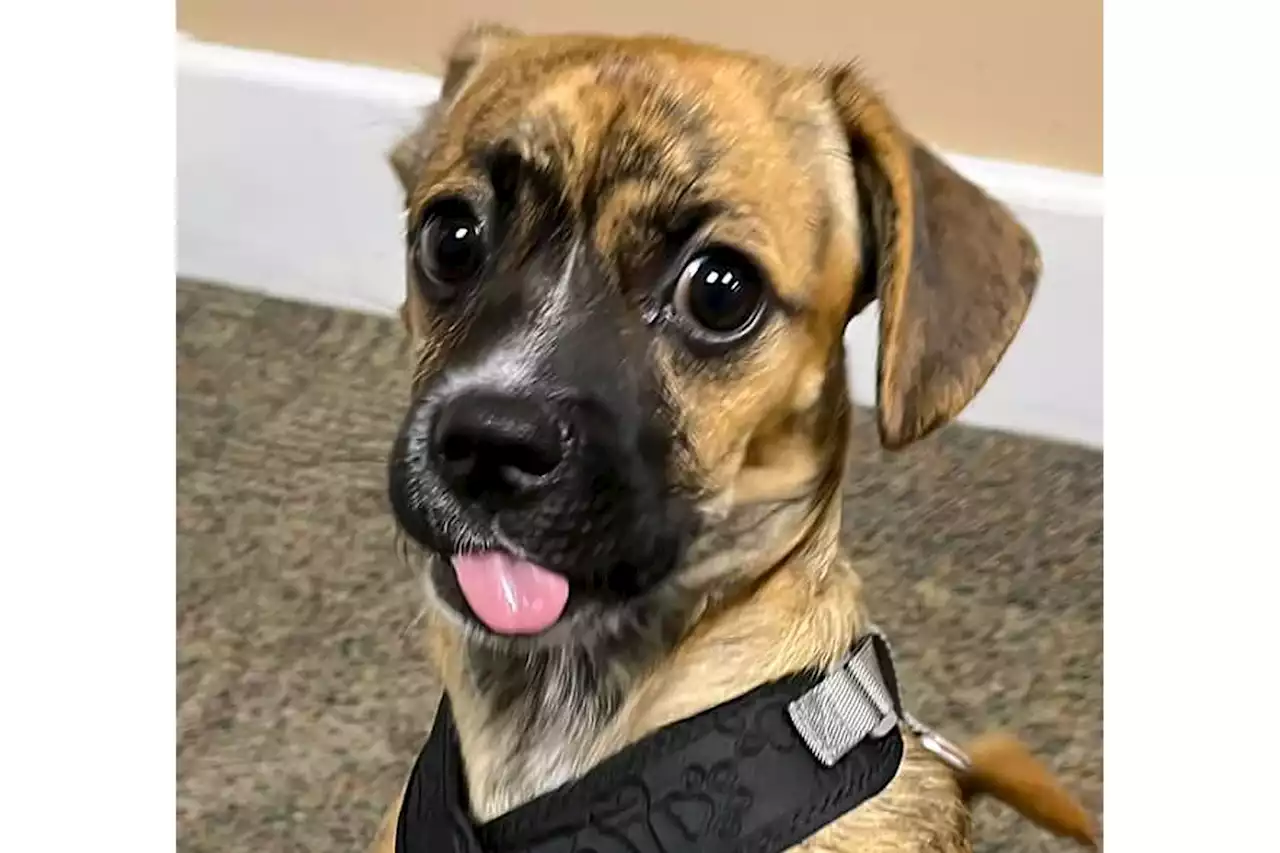 Connecticut Fire Department Adopts Beagle Puppy Firefighters Rescued from Hot Car