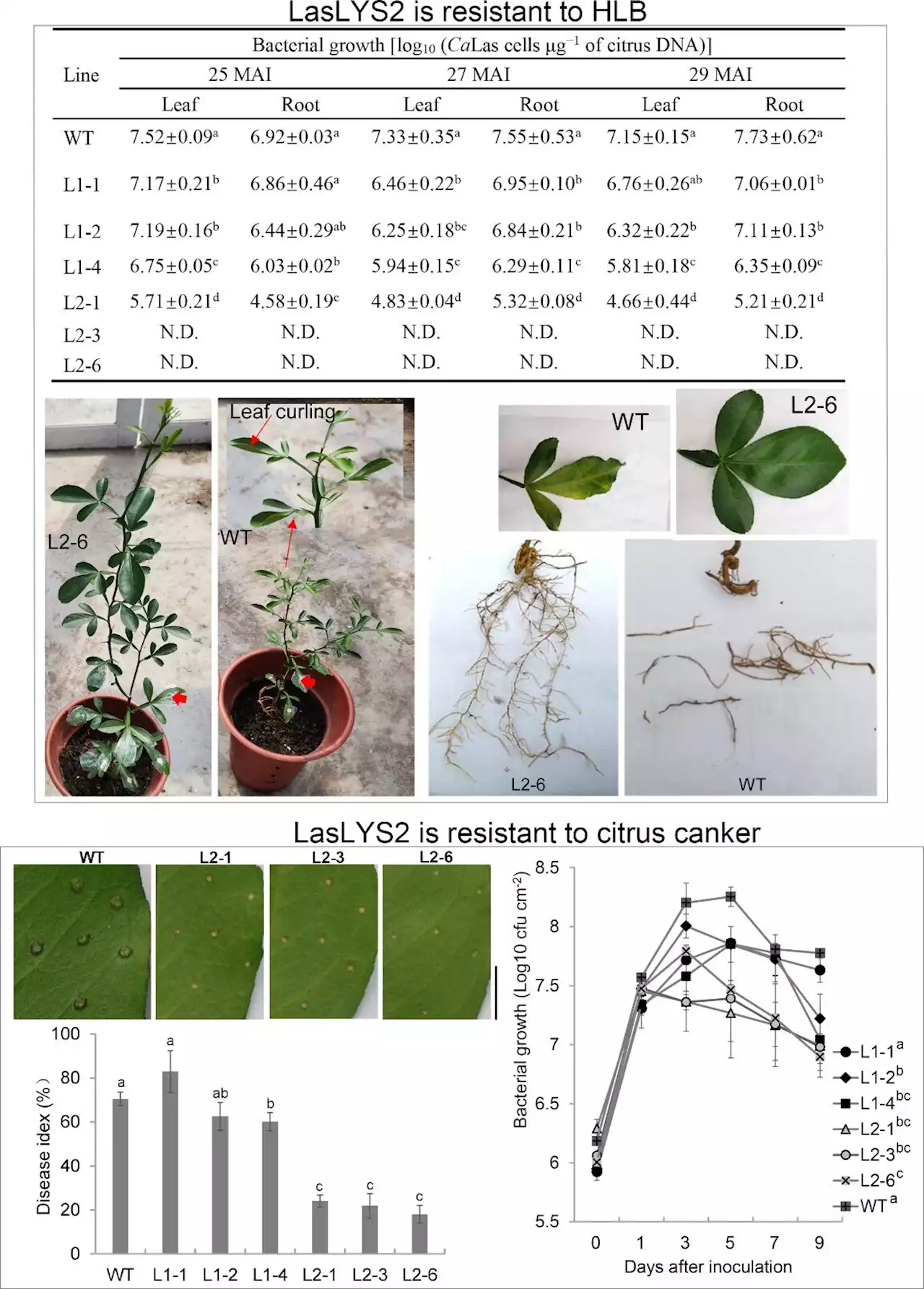 A promising bacterial suicide gene against citrus Huanglongbing and canker