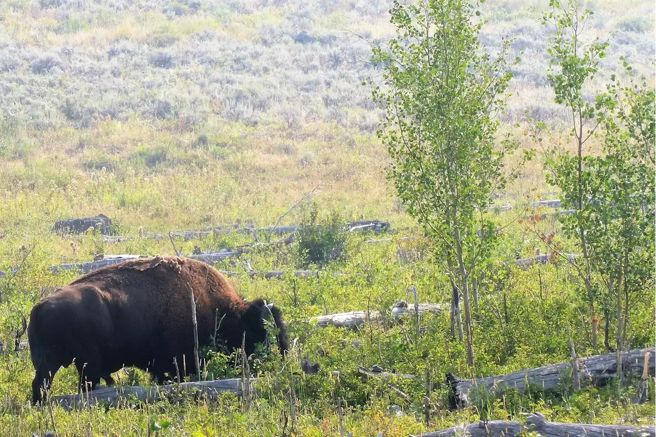 Broken by bison, aspen saplings having a tough time in northern Yellowstone