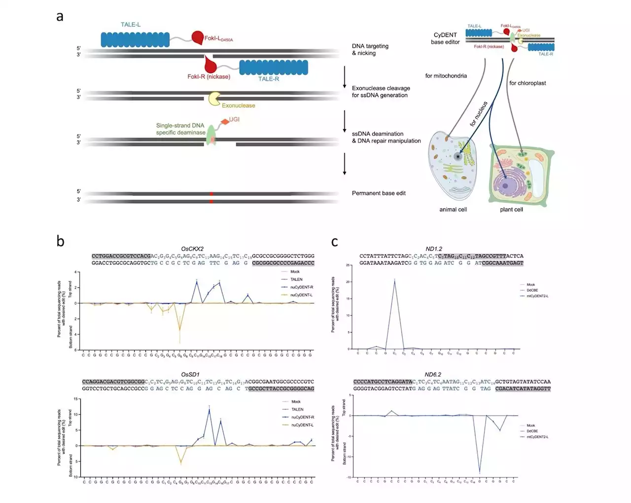 Geneticists develop novel base editors