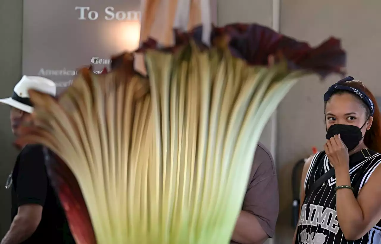 'Like an urban dumpster': rare corpse flower stinks out California