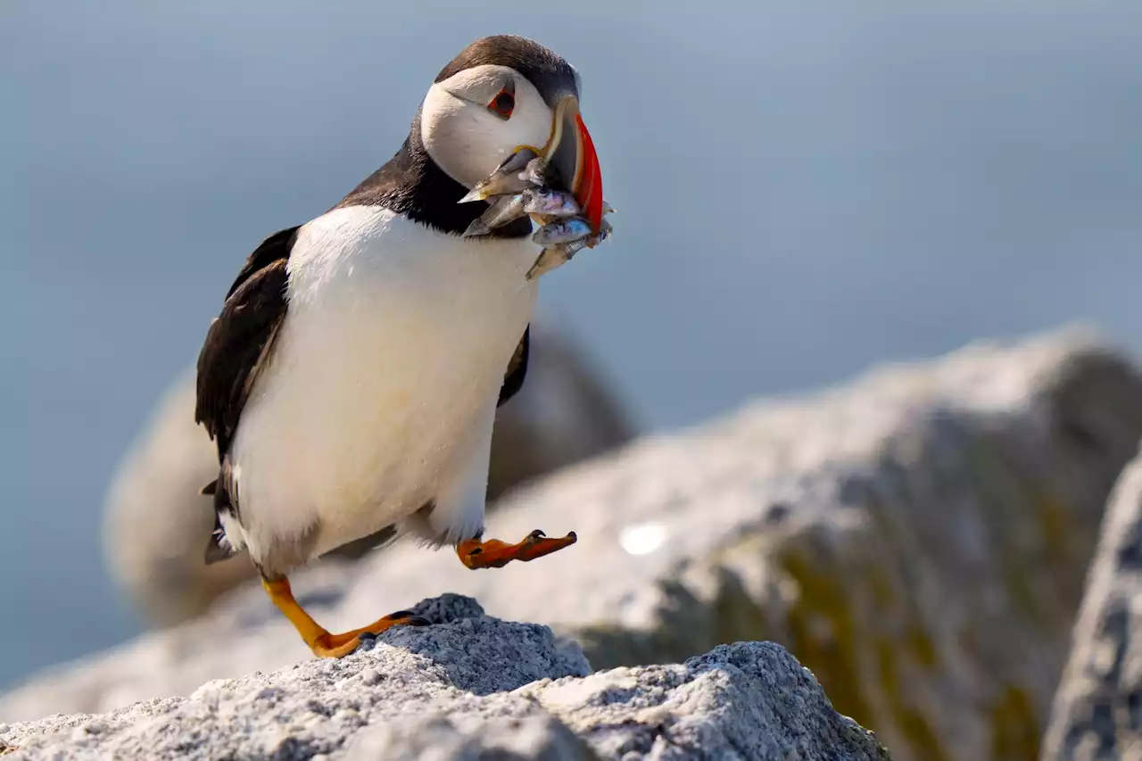 Maine's puffin colonies recovering in the face of climate change