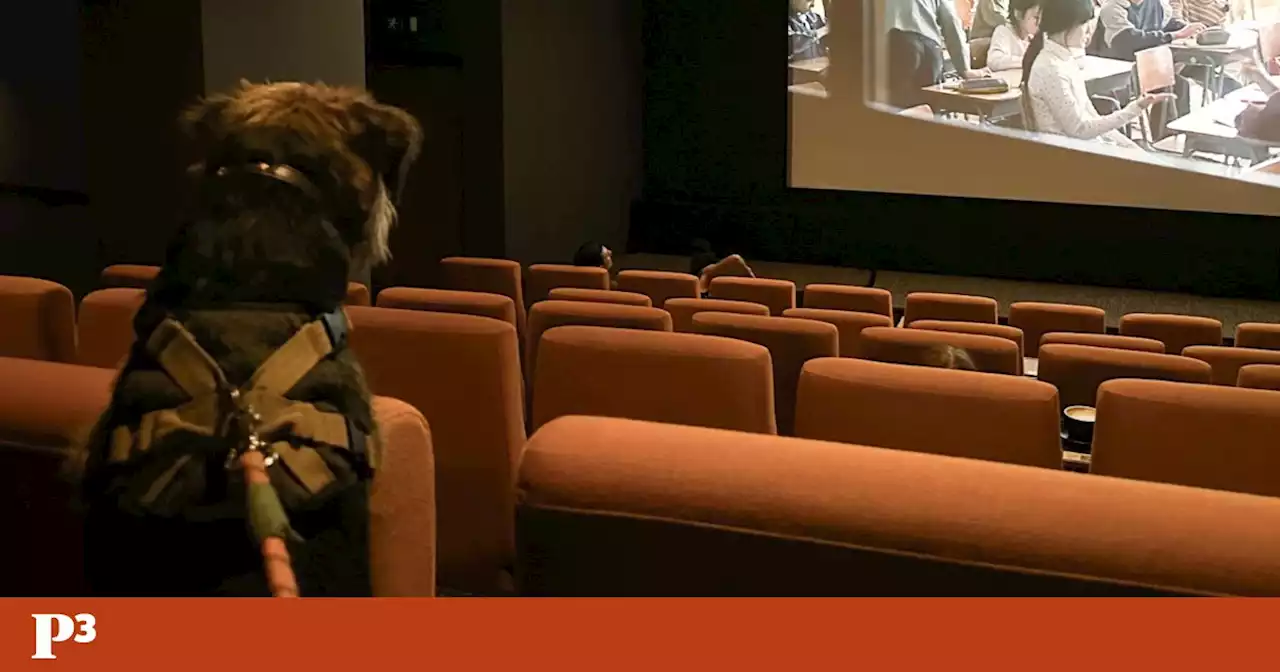 É proibido ladrar durante o filme, mas neste cinema em Londres os cães são bem-vindos