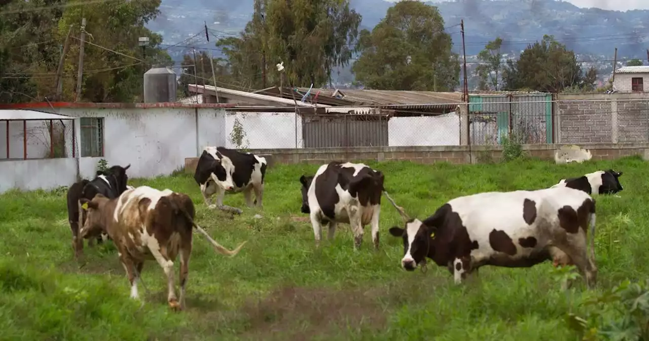 Más de 50 vacas murieron en extrañas condiciones en una finca en el Valle del Cauca