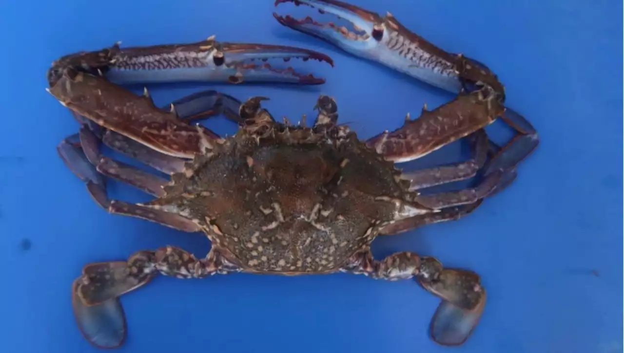 Individuata una seconda specie di granchio blu nel Mar Adriatico