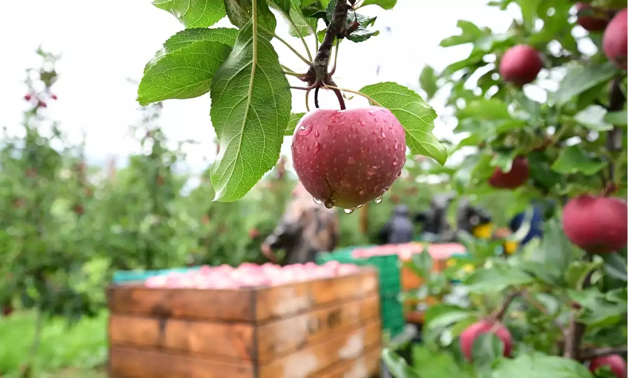 „Der Markt ruft“: Apfelernte am Bodensee gestartet