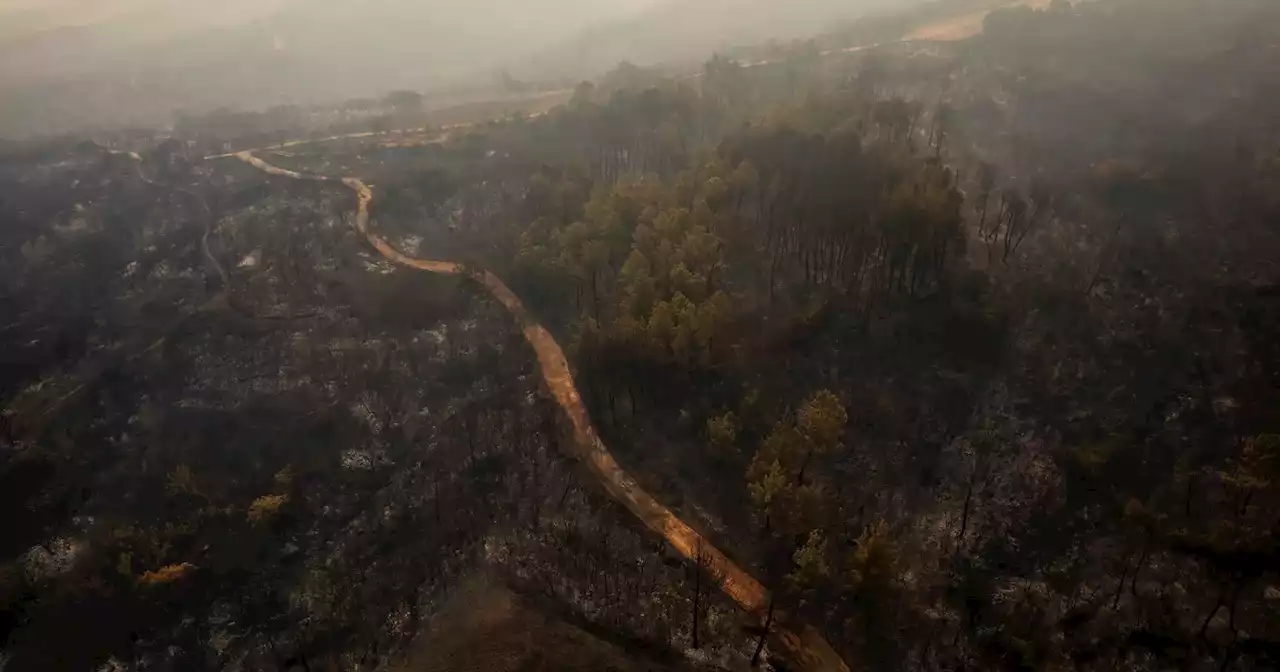 Incêndios na Grécia: mais de 20 mortos e 77 mil hectares queimados na região de Evros