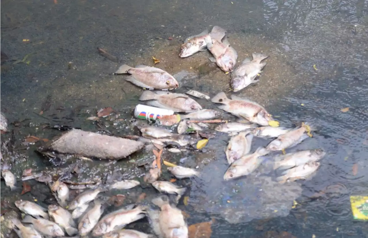 Thousands of dead fish found floating at sea after algal bloom near Teluk Bahang