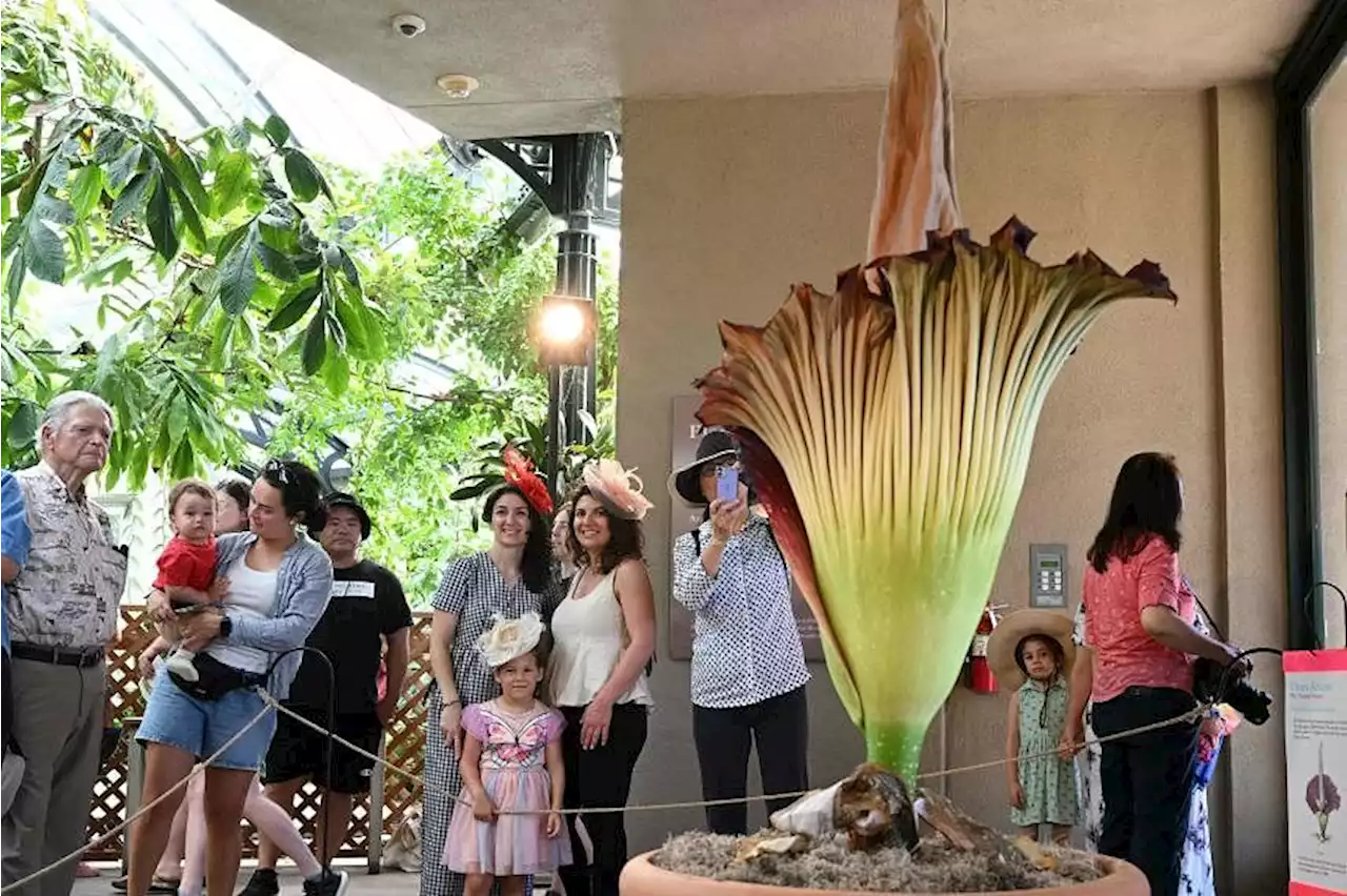 'Like an urban dumpster': Rare corpse flower stinks out California