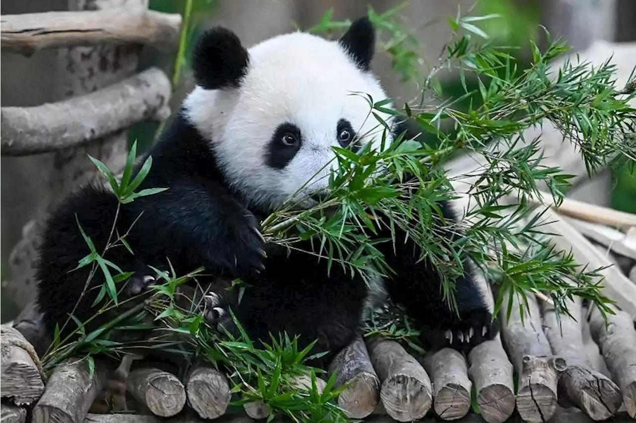 Malaysians say goodbye to panda cubs Yi Yi, Sheng Yi as they return to China