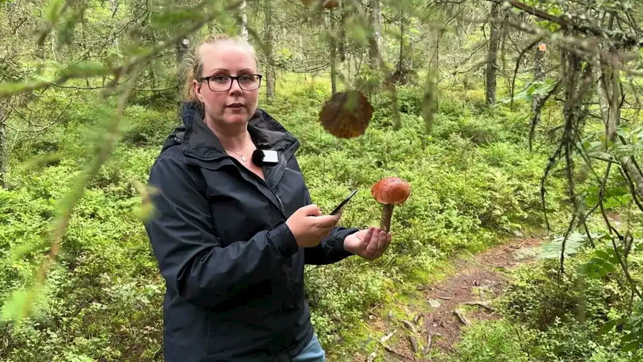 Fullbokade svampkurser i Umeå – biolog varnar för att lita på svampappar