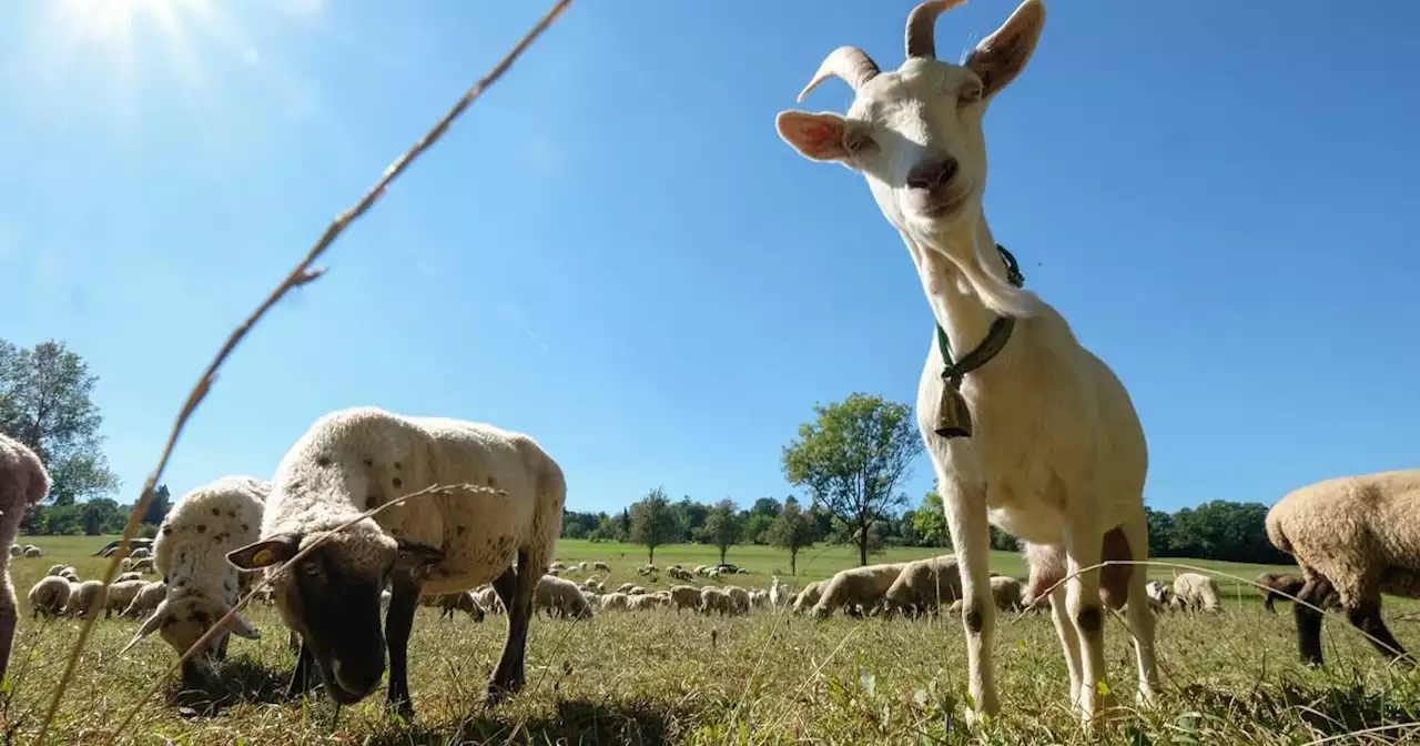 DWD-Wetter: Bis zu 25 Grad: Der Sommer kehrt ins Saarland zurück