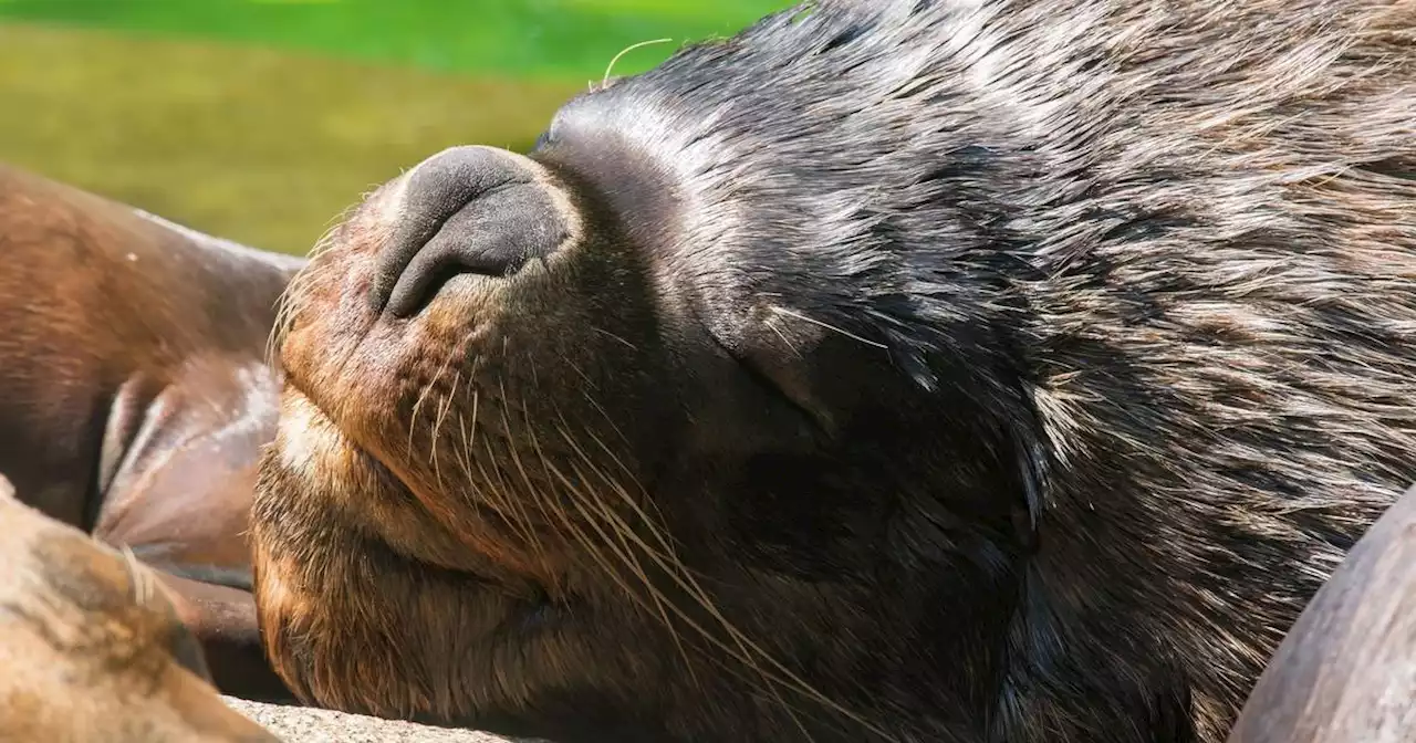 Umwelt: Dutzende tote Mähnenrobben an argentinischer Küste entdeckt