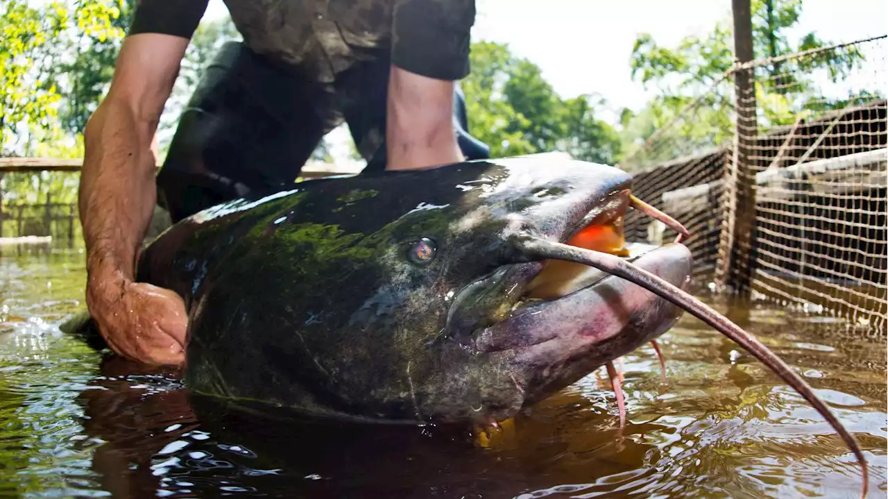 Unangenehme Begegnungen in Berliner Seen: Wenn der Wels denkt, dass der Schwimmer ein Fisch ist