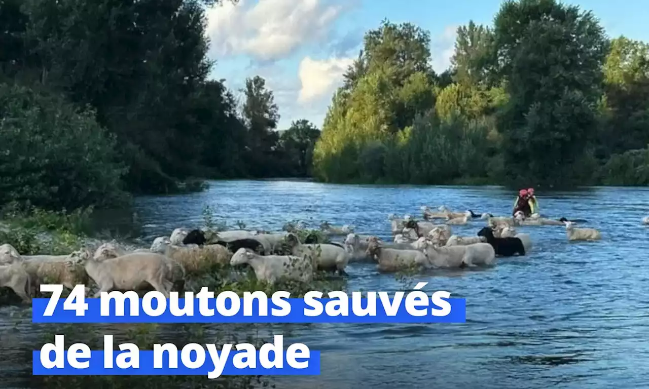 Haute-Garonne : quand les pompiers sauvent des moutons de la noyade