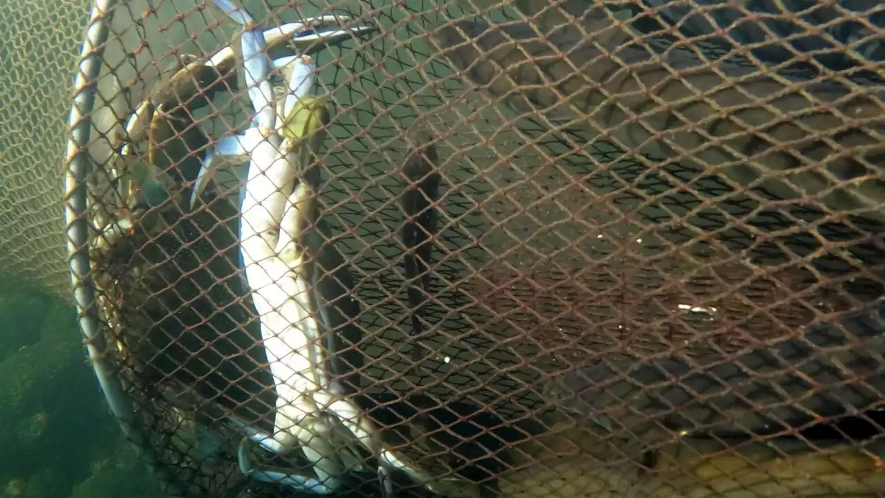 L'invasione dei granchi blu continua: scoperta una seconda specie nell'Adriatico