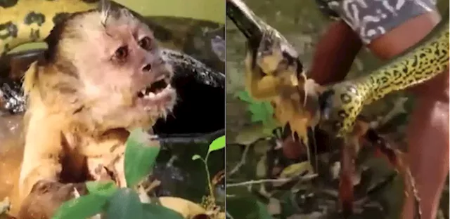 VÍDEO: macaco-prego é salvo de sucuri por turistas em Bonito (MS