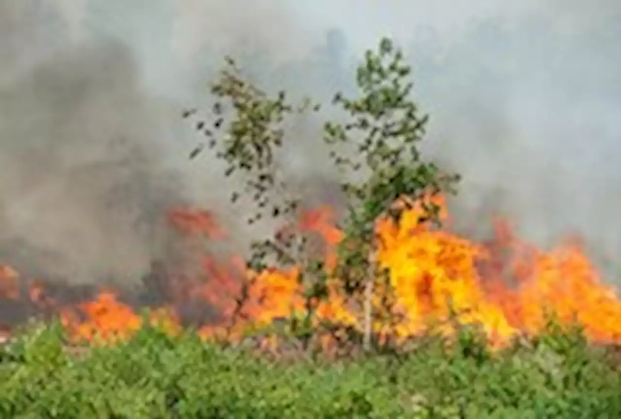 Louisiana sees ‘unprecedented’ wildfires amid record heat, drought